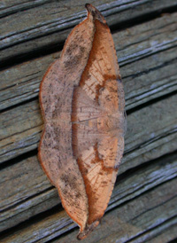 Juniper-twig Geometer